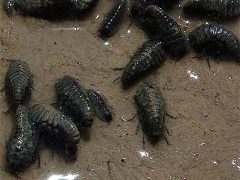 ���� �� ������������ ������� ����� ����� - Phreatomerus latipes. ���� ������� ������������