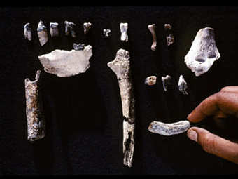 ������� Ardipithecus ramidus. ����������� � ����� berkeley.edu