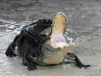 ������������ ��������� Alligator mississippiensis. ���� ������������ Ianare � ����� wikipedia.org