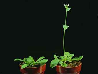 Arabidopsis thaliana. ���� � ����� kenyon.edu