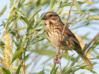 ������� Melospiza melodia. ���� ������������ Factumquintus � ����� wikipedia.org
