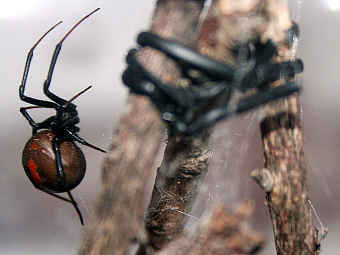 ���� Latrodectus hasselti. ���� � ����� reed.ed