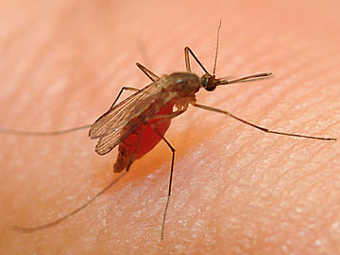����� Culex pipiens quinquefasciatus. ���� � ����� ucdavis.edu