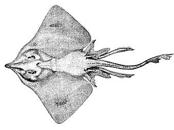 ���� �� ���� Dipturus. ����������� ������������ Haplochromis � ����� wikipedia.org
