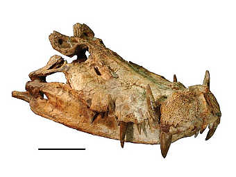 ����� �������� ��������� �� ���� Kaprosuchus. ���� ������������ Ag.Ent � ����� wikipedia.org