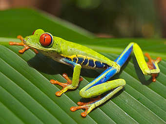 ������� Agalychnis callidryas. ���� ������������ Mfield � ����� wikipedia.org