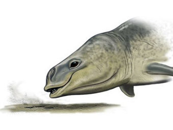 �������������� ������� ��� Mammalodon colliveri . ����������� ������� ������������