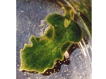 ������� Elysia chlorotica. ���� � ����� illinois.edu