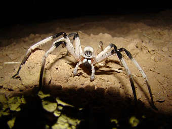 ���� Cerbalus aravensis. ���� � ����� haifa.ac.il
