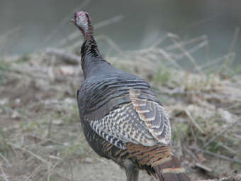 ������� Meleagris gallopavo. ���� � ����� wcp.muohio.edu