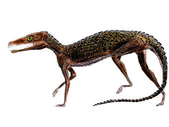 ����������� Pedeticosaurus leviseuri. ����������� ������������ Smokeybjb � ����� wikipedia.org