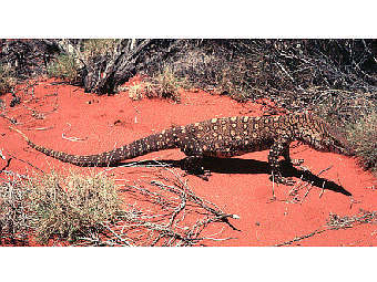 ���� �� ����� ���������� ������ - Varanus giganteus. ���� � ����� uts.cc.utexas.edu