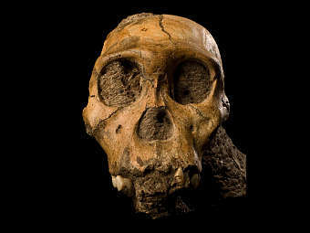 ����� Australopithecus sediba. ���� � ����� web.wits.ac.za