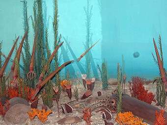 ����� � ����� ������������ ������� ������� ���������. ���� � ����� National Museum of Natural History