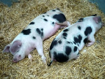     .    emmaspigs.co.uk