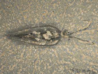 ����������� ������� Nectocaris pteryx. ���� ������� ������������