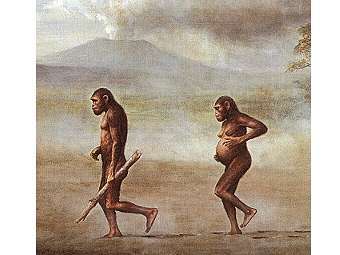 ����������������� ������� ��� Australopithecus afarensis. ����������� � ����� bellarmine.edu