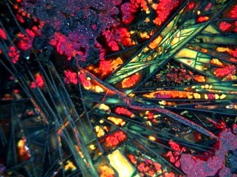 ������������ � �������� ��������� ������ ����. ���� � ����� sciencenews.org