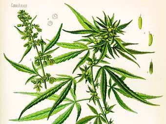  .    cannabis.com