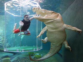 Один из крокодилов в парке Crocosaurus Cove. Фото с официального сайта парка