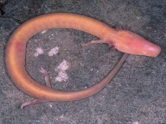����������� ������ Proteus anguinus. ���� � ����� berkeley.edu