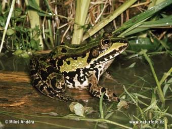 Rana Ridibunda. ���� � ����� naturfoto-cz.de