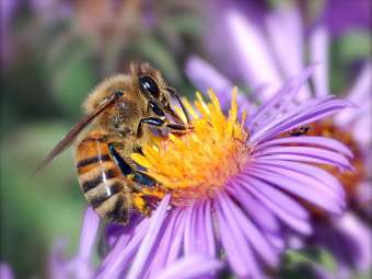 ���������� ����� Apis mellifera. ���� � ����� georgetown.edu