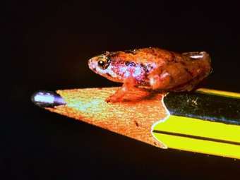 ������� Microhyla nepenthicola. ���� &copy;AFP