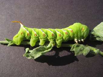 �������� Manduca sexta. ���� ������������ Liveon001 � ����� wikipedia.org