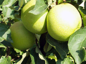 ������ ����� Golden Delicious. ���� ������������ Einstein02 � ����� wikipedia.org