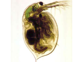 ����� Daphnia magna. ���� � ����� mst.edu