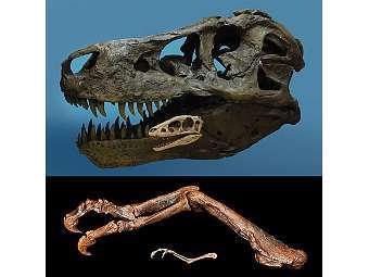 ��������� ������ � �������� ���������� T. rex � R. kriegsteini. ����������� � ����� geol.umd.edu
