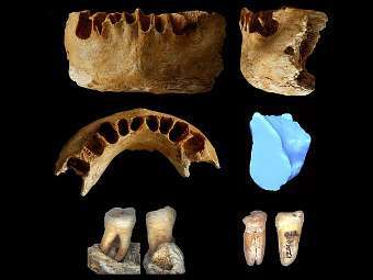 ��������� � ����� �������. ����������� Institute of Vertebrate Paleontology and Paleoanthropology, Chinese Academy of Sciences