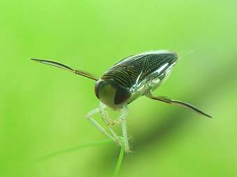  Corixa punctata.   Piet Spaans   wikipedia.org