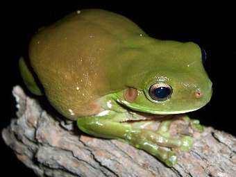  Litoria caerulea.    utah.edu