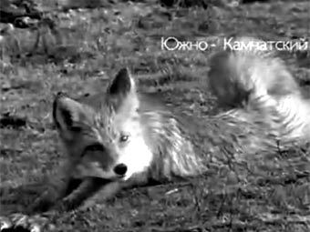 Злодей Злодеевич. Кадр видеозаписи с сайта piter.tv 
