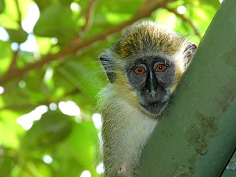 Фото listsoplenty.com