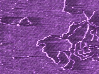 Изображение ДНК полученное атомно-силовым микроскопом. Фото NanoDynamics Systems Lab