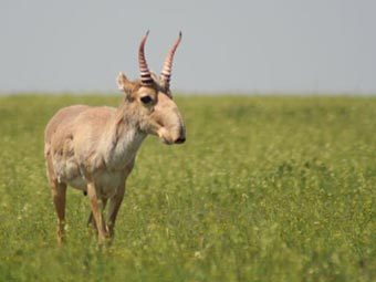 .    kalmpriroda.ru