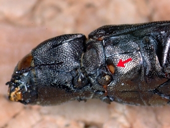   Melanophila consputa  Helmut Schmitz/Uni Bonn