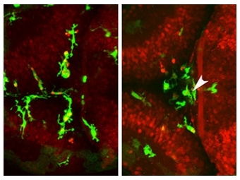      ()        ( ).  EMBL/Peri