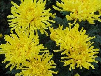 Фото с сайта itplants.ru