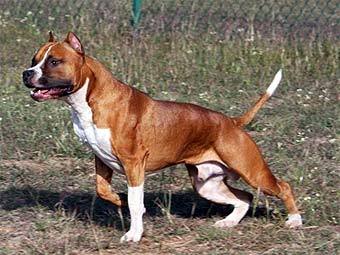 ��������������� ������. ���� � ����� dogbreedinfo.com