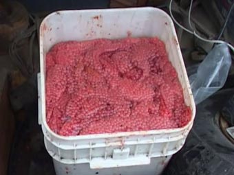 ������������� ������� ����. ���� � ����� mvd.ru 