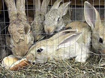 �������. ���� � ����� thehobbyfarm.com