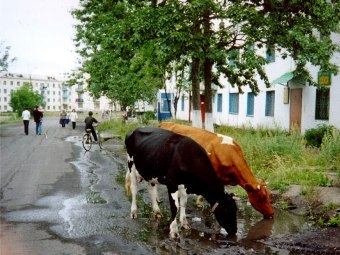 ����� � ���������. ���� � ����� shakhtersk.gorodok.net/