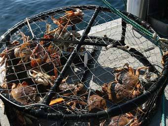 ���� � ����� livelob.com