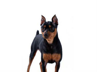 ���������� ������. ���� � ����� justdogbreeds.com